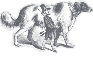 Large dog being walked