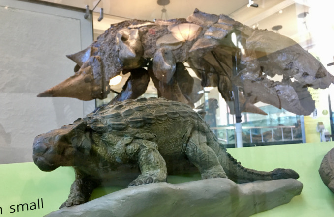 Watson Adventures 5 Things We Love at AMNH