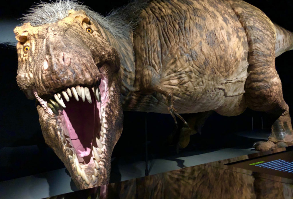 8 Facts About the Fearsome T. Rex