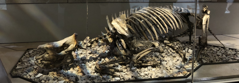 Watson Adventures Smithsonian Hall of Fossils