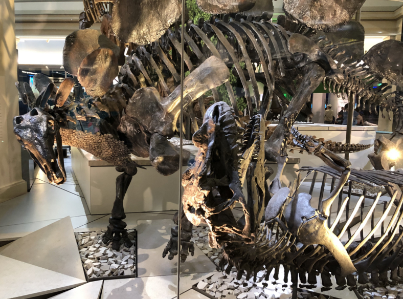 Watson Adventures Smithsonian Hall of Fossils