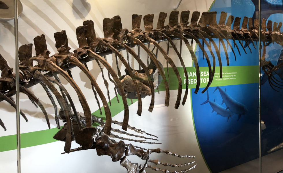 Watson Adventures Smithsonian Hall of Fossils