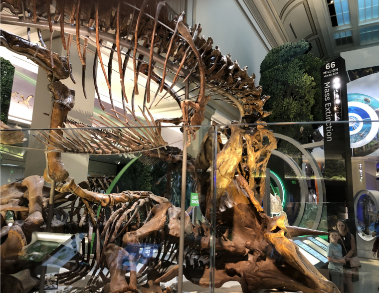 Watson Adventures Smithsonian Hall of Fossils