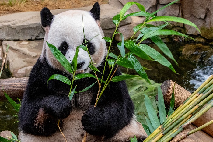 China zoo panda